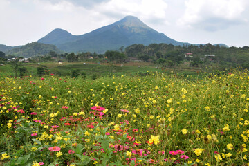 Cosmos Caudatus flower garden, yellow flowers native to Latin America and West Indies against the...