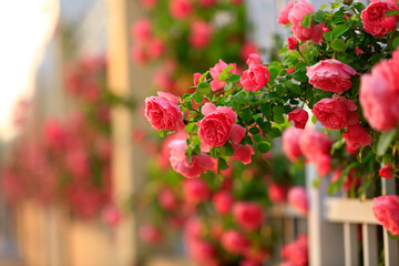 In the summer, The roses are in full bloom