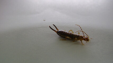Close up of Earwig on a white background
insect isolated
Closeup earwigs
Earwigs will use their pincers to defend themselves. close up insect, insects, animals, animal, bug, bugs, wildlife wild nature