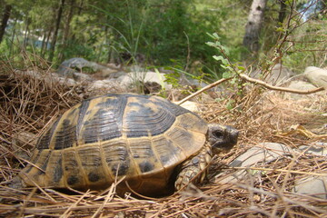 Tortoise - Close up
A little Tortoise walking on soil land.
Tortoise walking in wild nature, woods, forest in summer.
Turtle looking forward.
Reptile  animal, animals, pet, pets