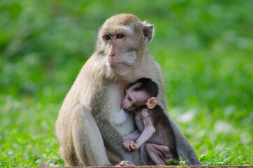 Naklejka na ściany i meble scientific name Macaca fascicularis ,Crab-eating macaque , The mother of the long-tailed monkey breastfeeds with the young