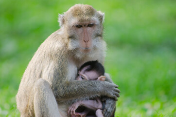 scientific name Macaca fascicularis ,Crab-eating macaque , The mother of the long-tailed monkey breastfeeds with the young