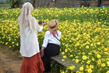 Enjoy the beauty of the Cosmos Caudatus flower garden, yellow flowers native to Latin America and...