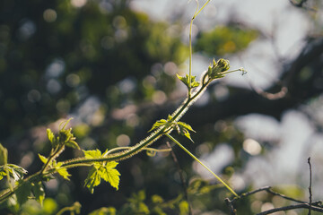 Plant