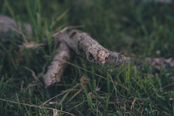 Branch in the grass