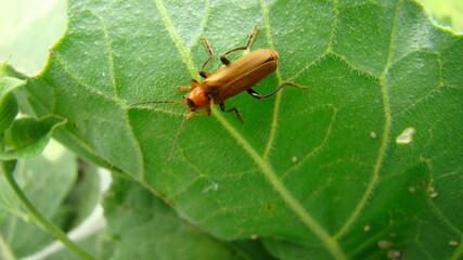 Beetle insect
Orange beetle under the leaf
A beautiful beetle on grass background.
The Beauty of pollination 
insects, insect, bugs, bug, animals, animal, wildlife, wild nature, forest, woods, garden