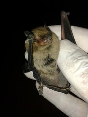 Exotic veterinarian examines a bat.
Animals accused of coronavirus, mammals.
wildlife vet. surgery.
It's returned back to the nature, wild nature.
Veterinary medicine, pet.
Animal diseases