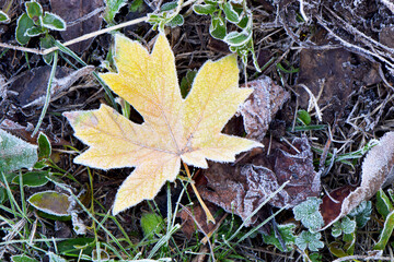 Yellow Maple Leaf 02