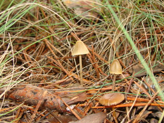 Mashroom , Mushroom  
Close up of small mashroom growing on green grass againt sunlight with bokeh. Selected focus.
Mushrooms appears in the wet ground.
Wild Mashroom growing up in forest, woods