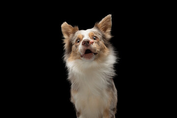 dog with open mouth catches a piece. Funny muzzle border collie. Wide angle. pet food