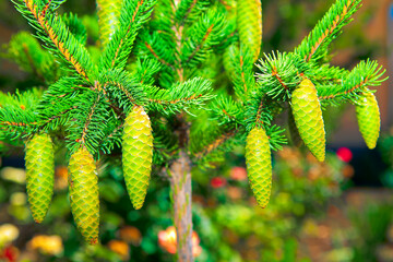 Growing Green Fir Tree with Fresh Cones