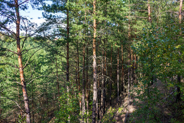 Young pine forest in an old reclaimed sand quarry

