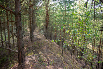 Young pine forest in an old reclaimed sand quarry
