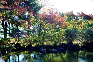 秋の彩り　風景　きれい