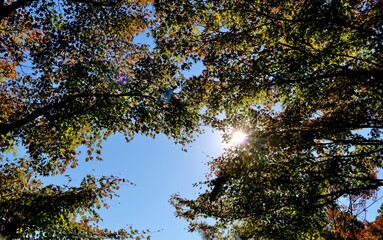 Fototapeta premium 秋の彩り 紅葉 風景
