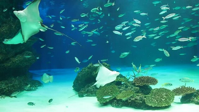 水の中を飛び回るトビエイたち
