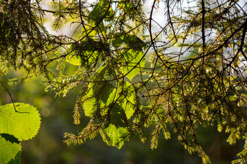 Green background with spruce needles and hazel leaves
