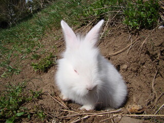 Rabbit
Beautiful white bunny in front of its hole 
White rabbit
Beautiful rabbit in nature, forest, woods, park, garden, animal