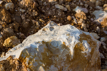 Imprint of a fossil shell (Gastropod) in a Carboniferous limestone rock
