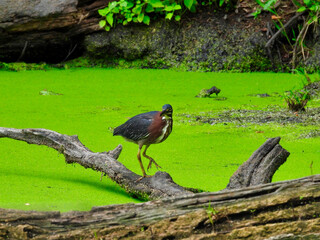 Heron a tree branch: Green heron bird walks down a fallen tree branch hovering over a pond that is covered by a full duckweed bloom in bright green