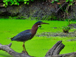Heron on a tree branch: Green heron bird stands with neck out  over a pond covered with a full, bright green duckweed bloom 