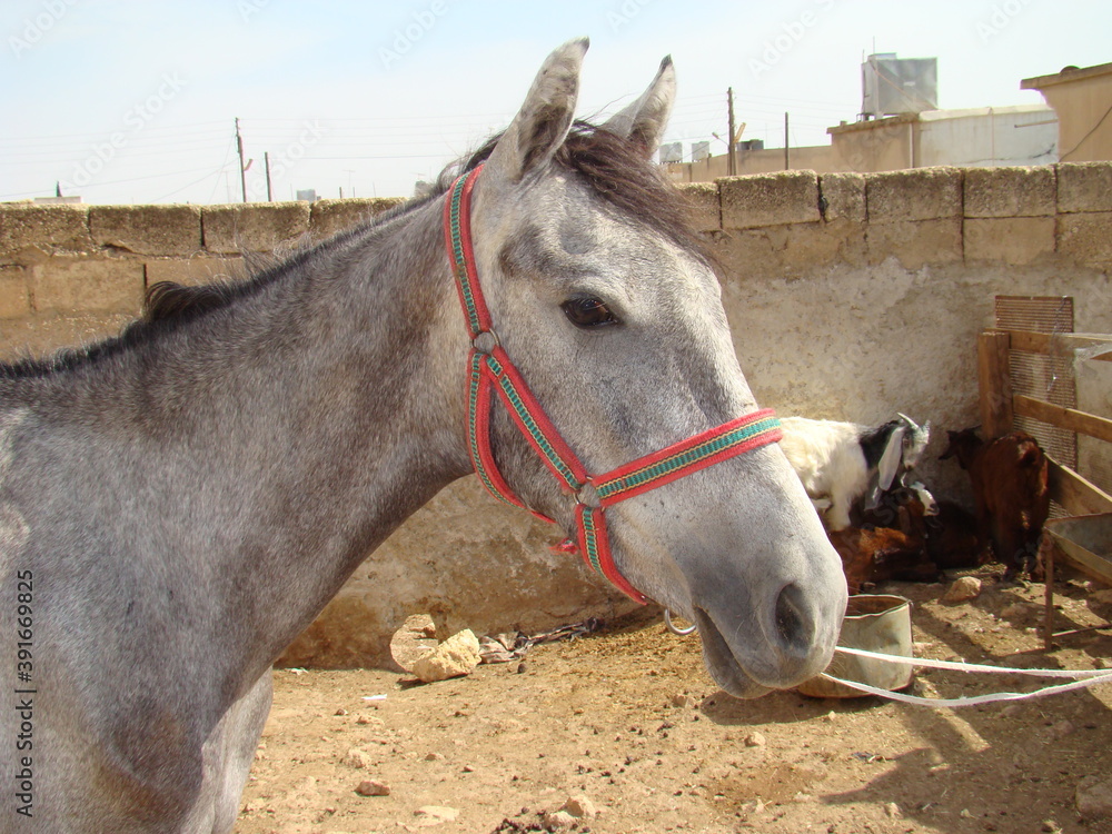 Wall mural horse arabian horse a horse in the middle east farm animal, animals