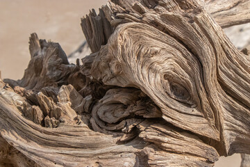 Driftwood on the Beautiful Beaches of Florida