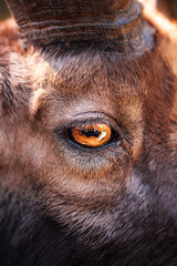 Fototapeta premium Close-up of a goat's eye