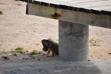 Small lizard peeking arounf the corner