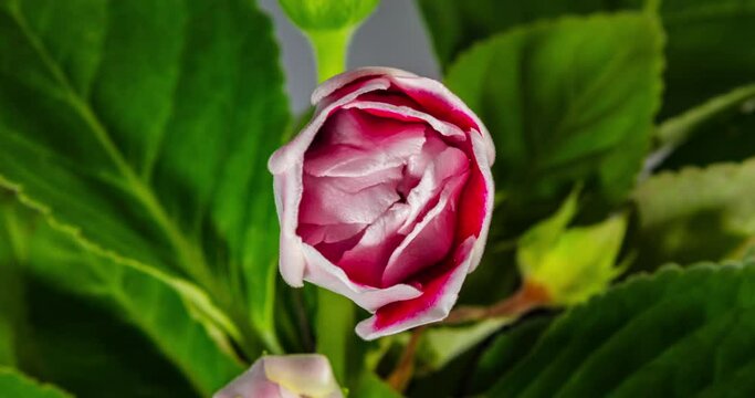 Detailed macro time lapse of a blooming flower. The white red bud of a rose variety opens into a beautiful rose bloom. The colors make the rose look like a tudor rose. A blooming blossom close-up