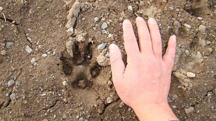 Dog footprint on the earth
Footprint dog on the soil land
Comparison of animal track size and hand
animal track, Tracks, Footprints
Dog foot prints on mud. Local dogs foot prints on earth Surface.
