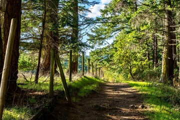 path in the forest in Metchosin, Vancouver Island, British Columbia, Canada 