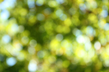 Light shining on tree leaves. Blur Abstract Background. Green leaves Summer Spring Background....
