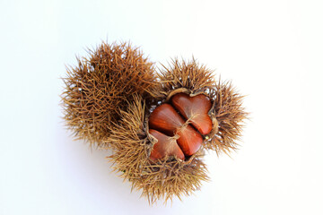 empty chestnut bur and chestnut isolated white background
