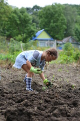 
A small child harvests potatoes in the country