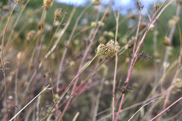 Closeup shot of ornamental grass bladder sedge