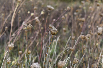 Closeup shot of ornamental grass bladder sedge
