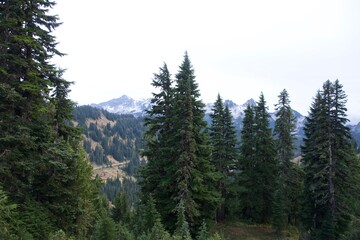 trees in the mountains