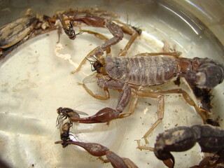 Scorpion.
yellow scorpion eating flies
Highly venomous fattail scorpion, Androctonus australis,...