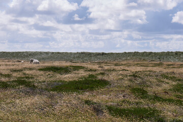 Obraz premium list 14