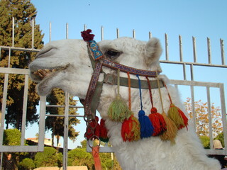Camel - close up - closeup
Arabian camel is wearing colorful clothes.
Albino camel in the Middle...
