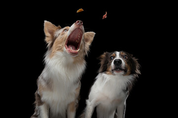 Two dogs catch a piece of food. Funny muzzle border collie. Wide angle. Pet on black