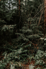 Fototapeta premium tree in the forest