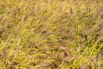 秋に撮影した黄金色に輝くエノコログサ