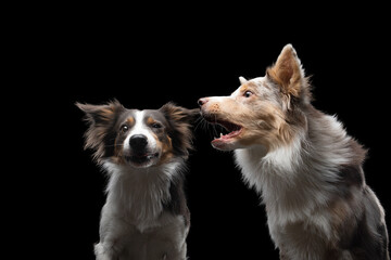 Two dogs catch a piece of food. Funny muzzle border collie. Wide angle. Pet on black