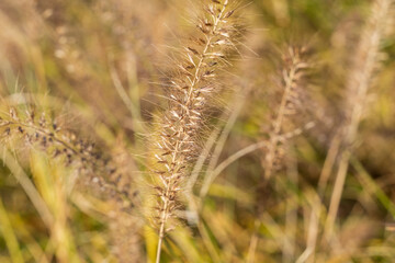 秋に撮影した黄金色に輝くエノコログサ