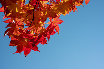 日光に照らさる紅葉