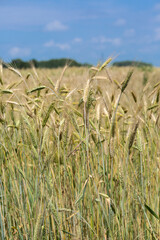 
huge field of golden wheat and blue sky