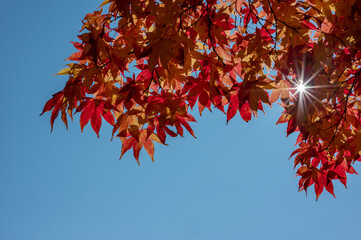 太陽光ともみじ