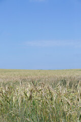 
huge field of golden wheat and blue sky